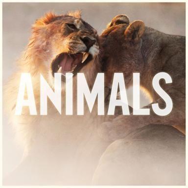 Coverafbeelding Animals - Maroon 5
